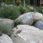 Detail of shrubs and growth among boulder landscaping